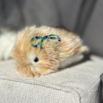 I spent a month living with a $430 AI pet, the Casio Moflin