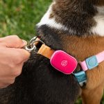 Life360 ventures into pet tech with the launch of a new GPS tracker