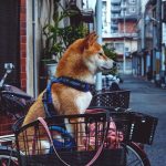 Understanding Proxies and the Importance of Japanese Proxies in Modern Networking