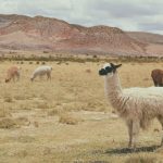 From Zero to Local AI in 10 Minutes With Ollama + Python