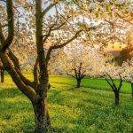 Creating an MCP Client With Spring AI