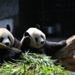 Analysis of the Data Processing Framework of Pandas and Snowpark Pandas API